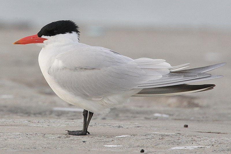 Caspian_tern__15