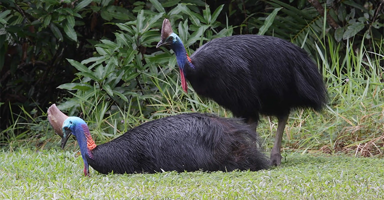 Cassowaries