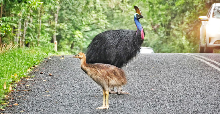 Cassowaries