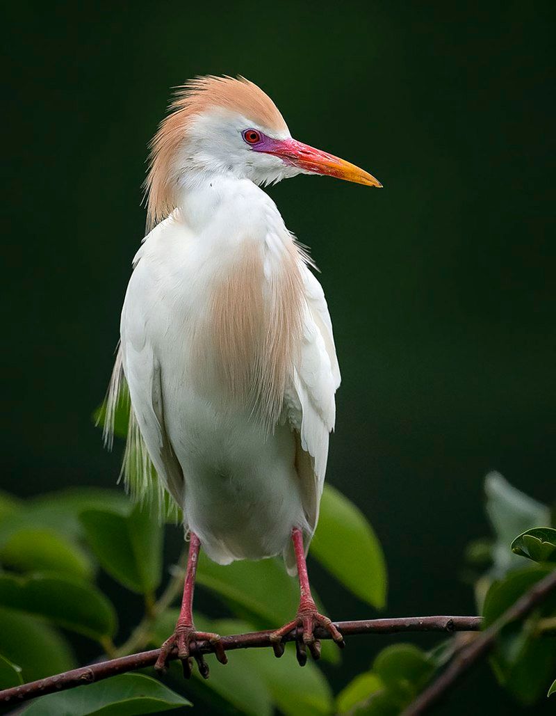 Cattle_egret__1