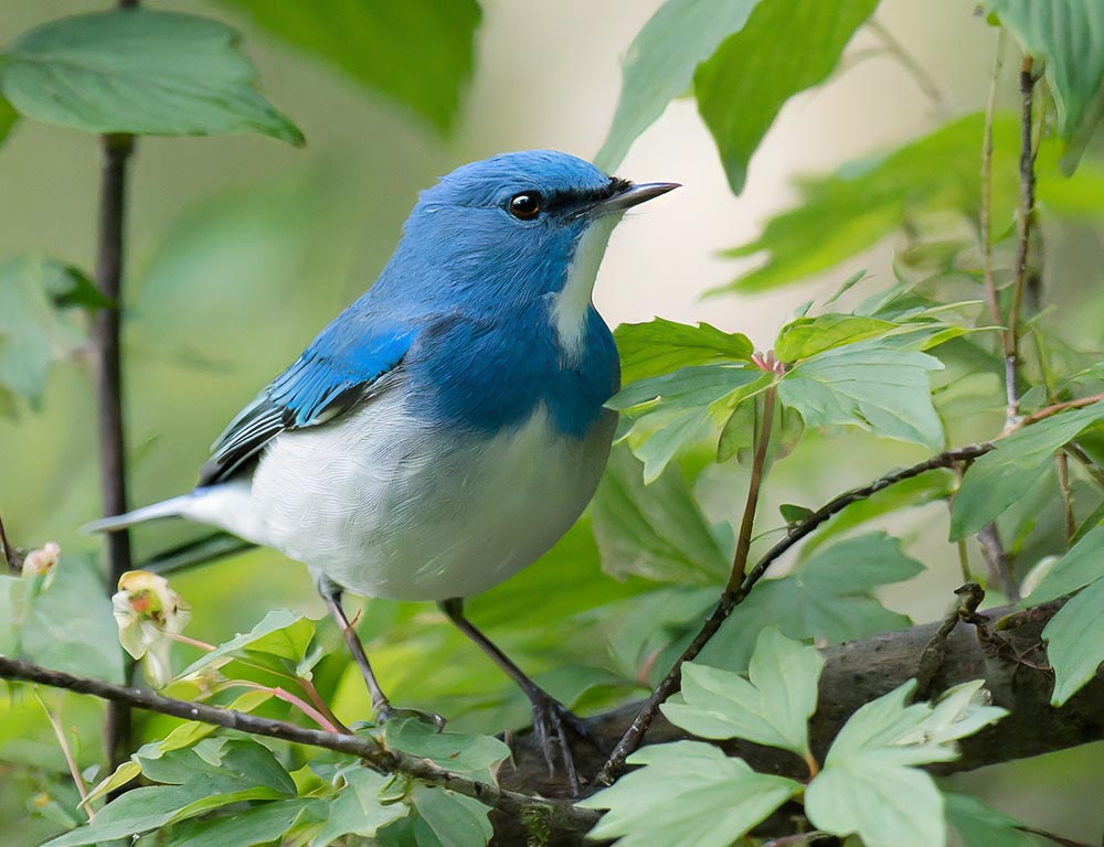 Cerulean Warbler