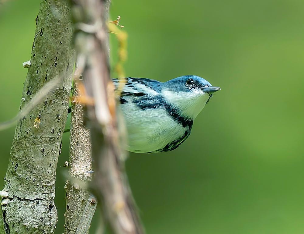 Cerulean Warbler