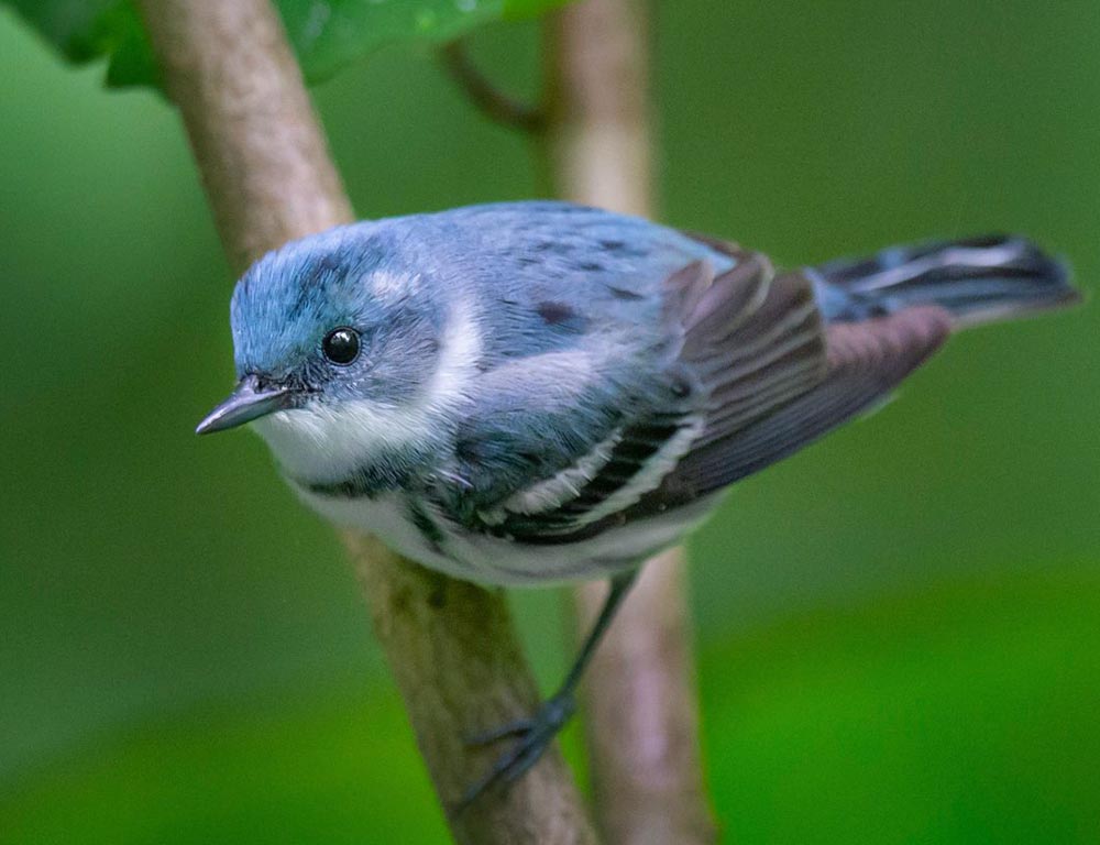 Cerulean Warbler