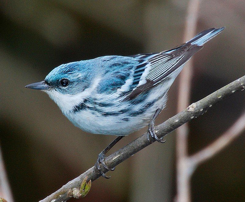 Cerulean_warbler__14