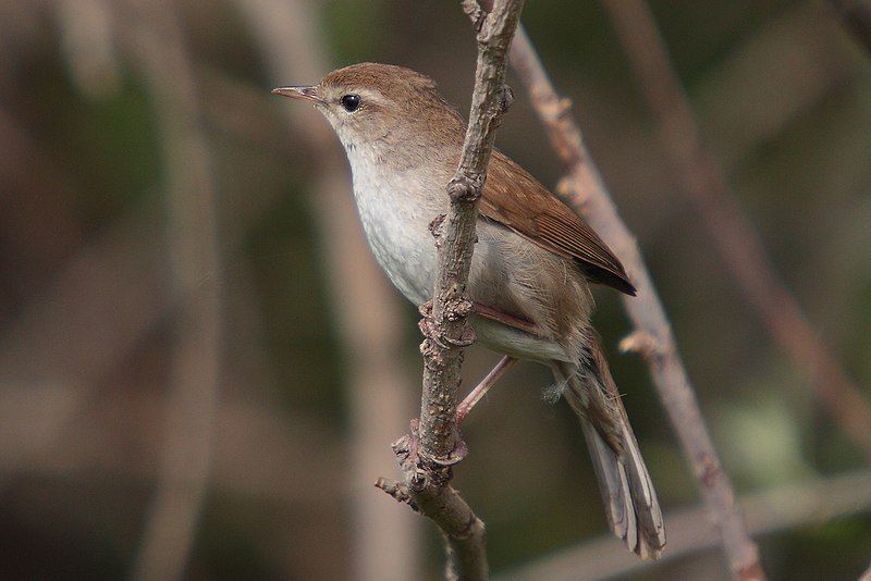 Cetti's_warbler__19