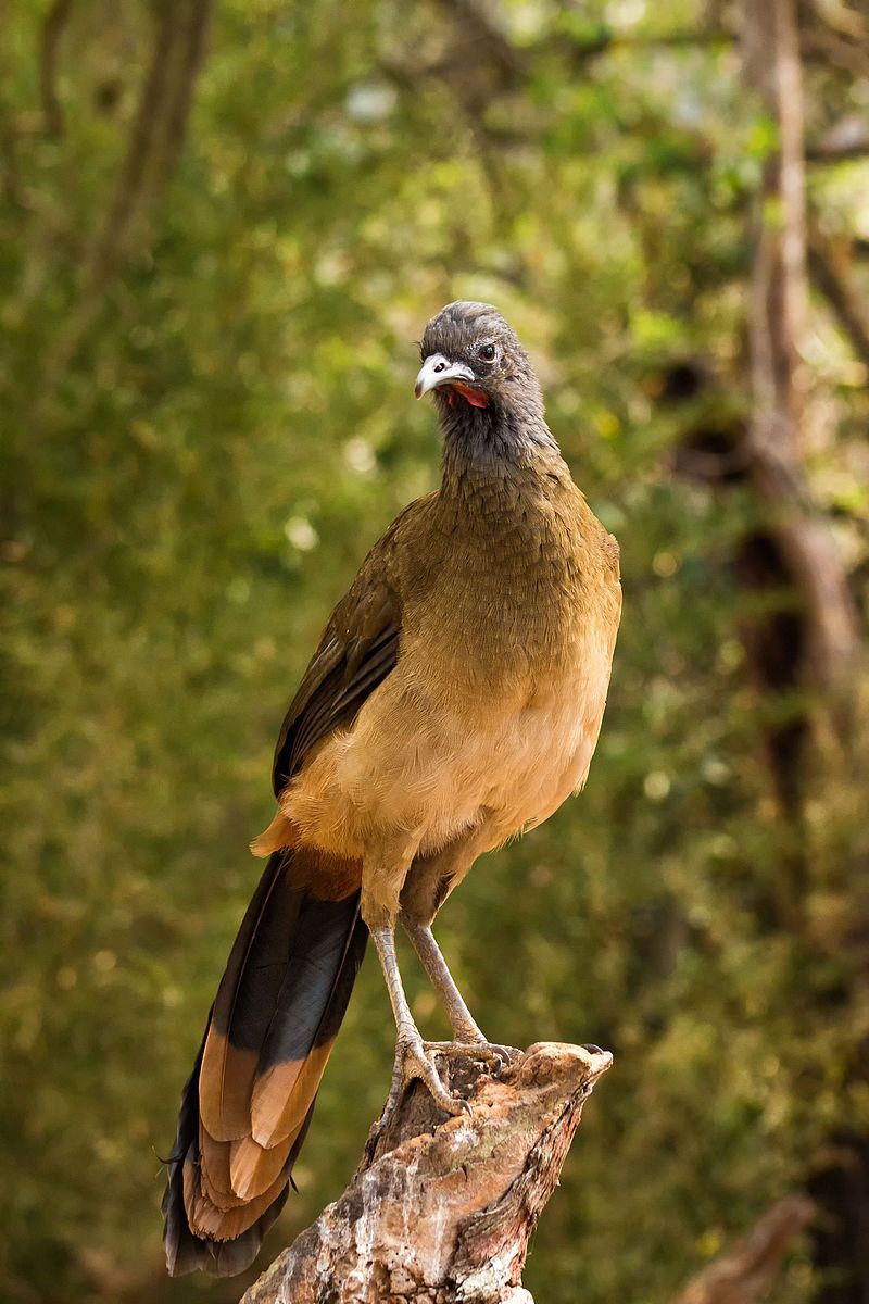 Chachalaca__1