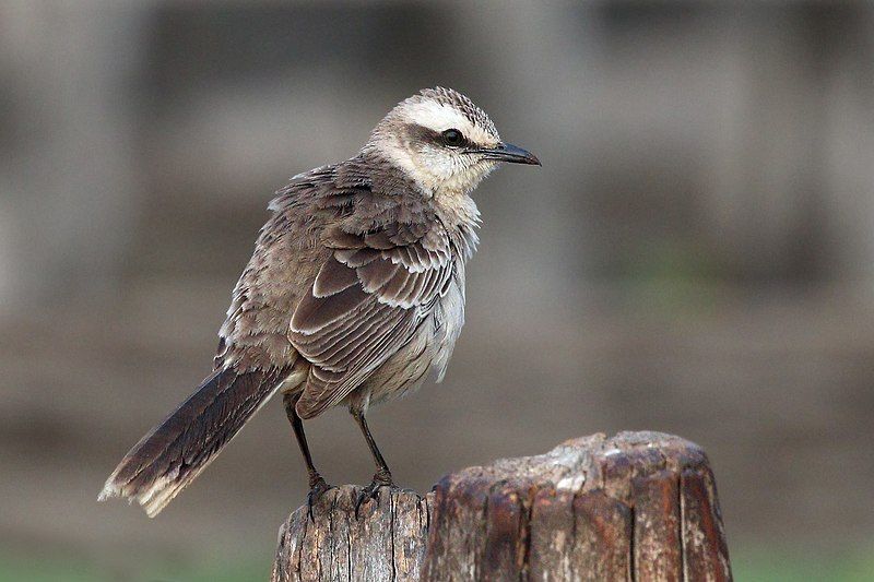 Chalk-browed_mockingbird__4