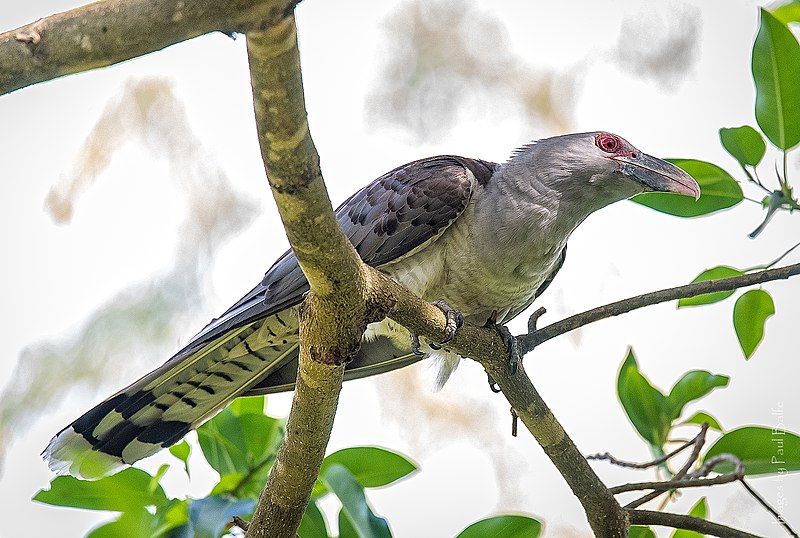 Channel-billed_cuckoo__11