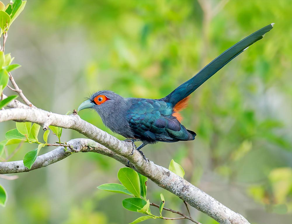 Chestnut-Bellied Malkoha