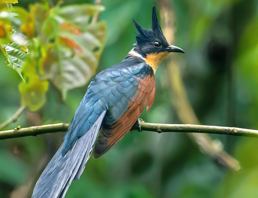 Chestnut-Winged Cuckoo