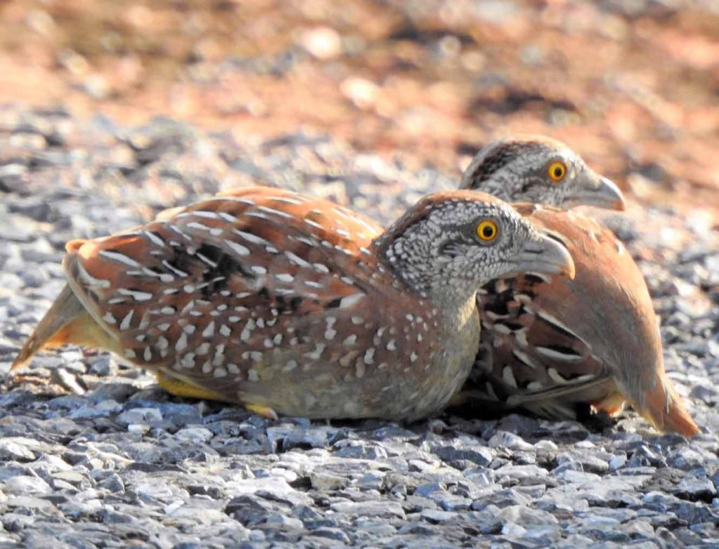 Chestnut-backed Buttonquail