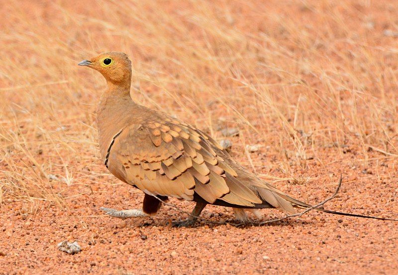 Chestnut-bellied_sandgrouse__3