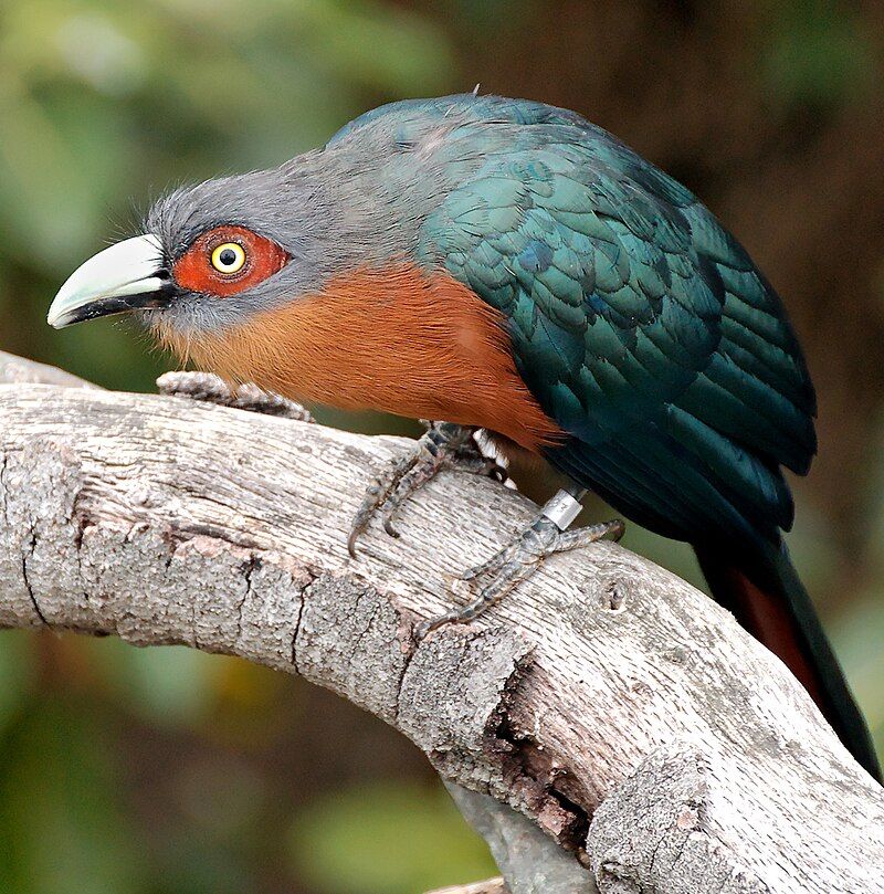 Chestnut-breasted_malkoha__20