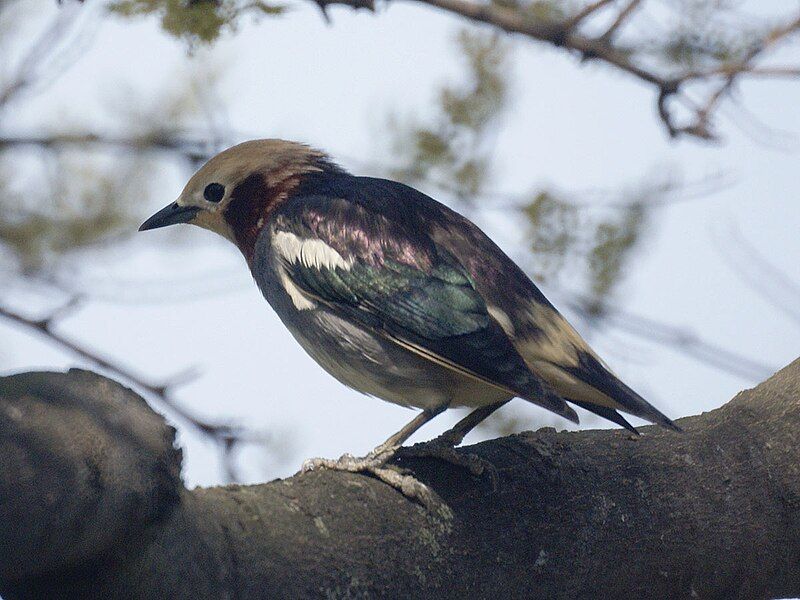 Chestnut-cheeked_starling__14