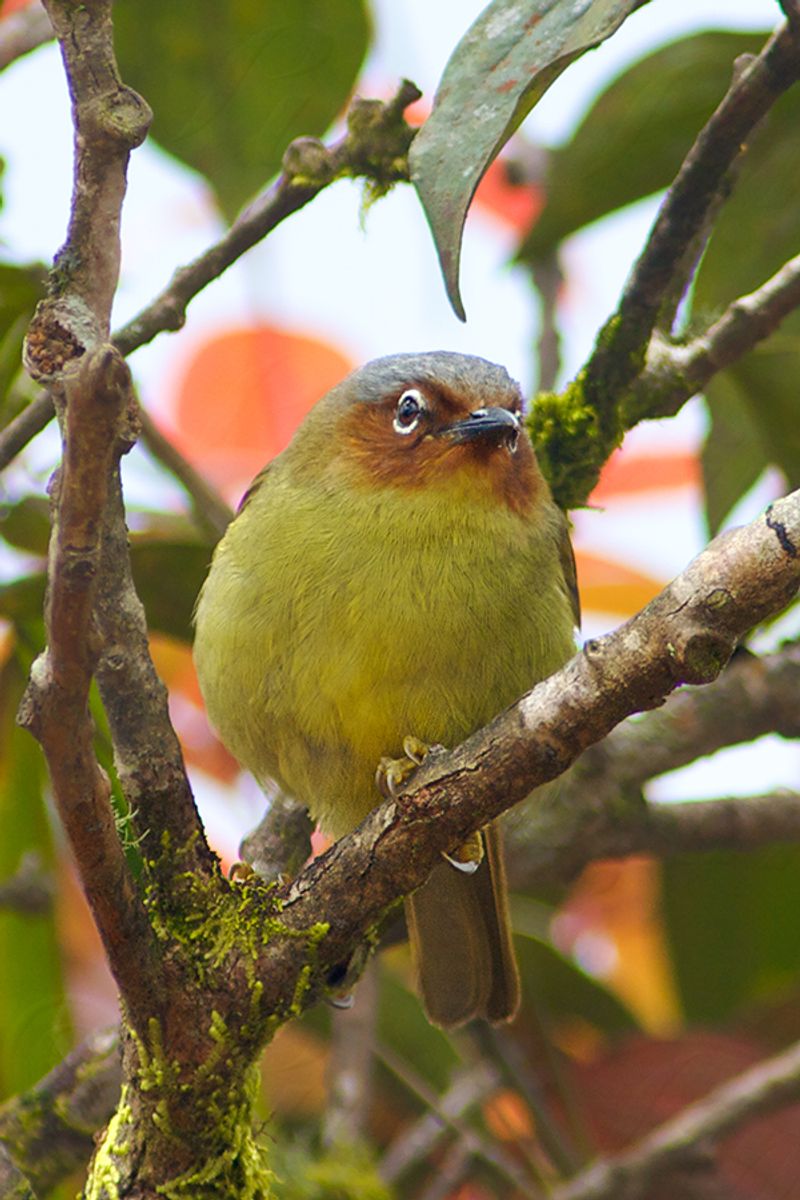 Chestnut-faced_babbler__10