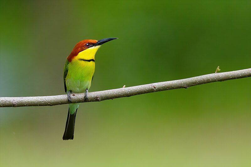 Chestnut-headed_bee-eater__13