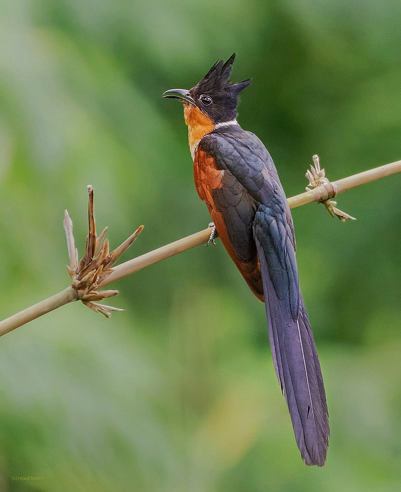 Chestnut-winged_cuckoo__11