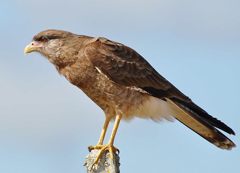 Chimango_caracara__3