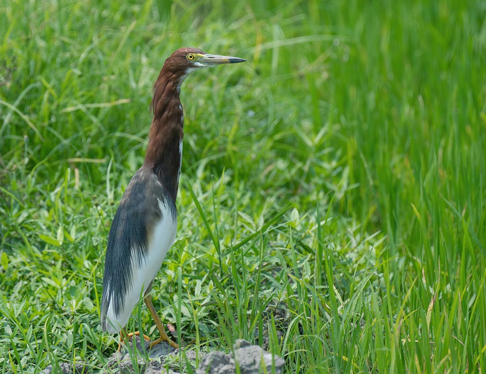 Chinese Pond Heron