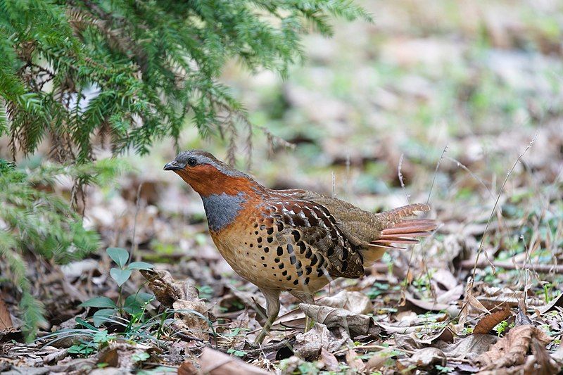 Chinese_bamboo_partridge__3