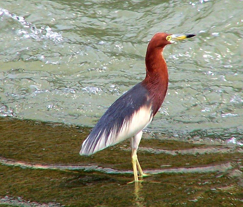 Chinese_pond_heron__15