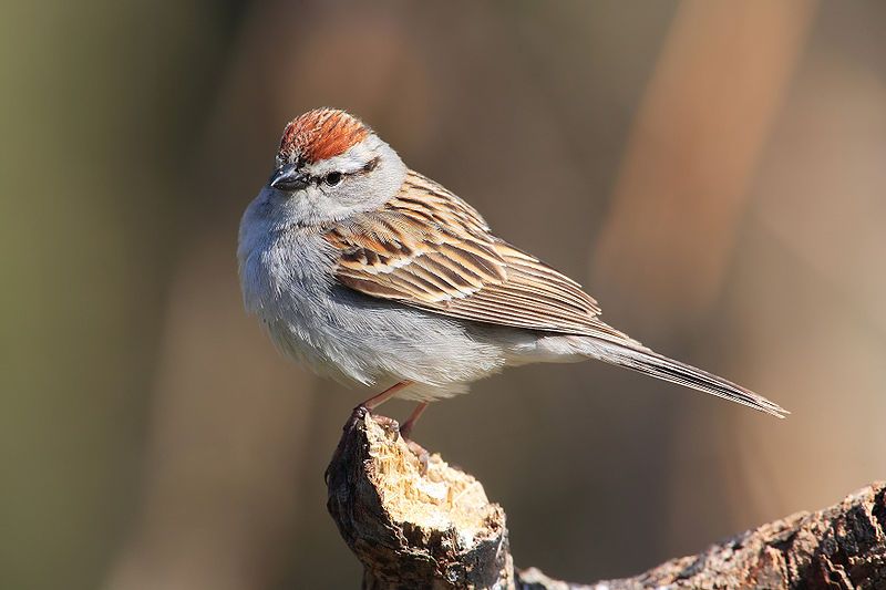 Chipping_sparrow__12