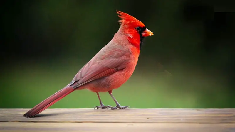Christian Spiritual Meaning and Symbolism of Seeing a Red Bird