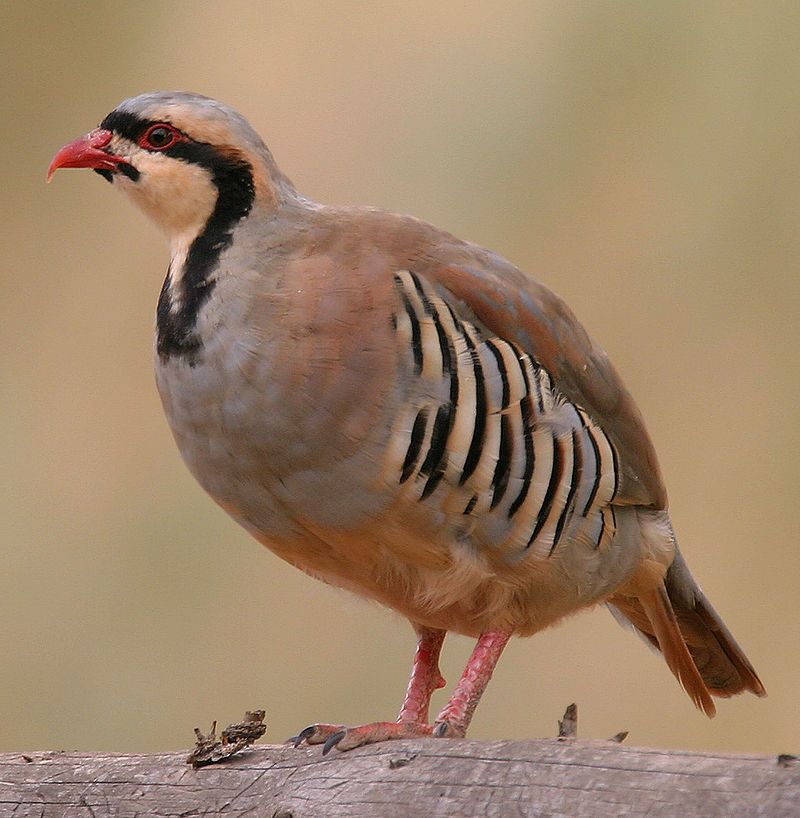 Chukar_partridge__1