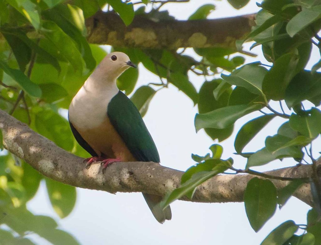 Cinnamon-bellied imperial pigeon