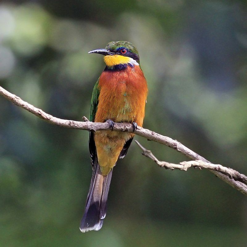 Cinnamon-chested_bee-eater__6