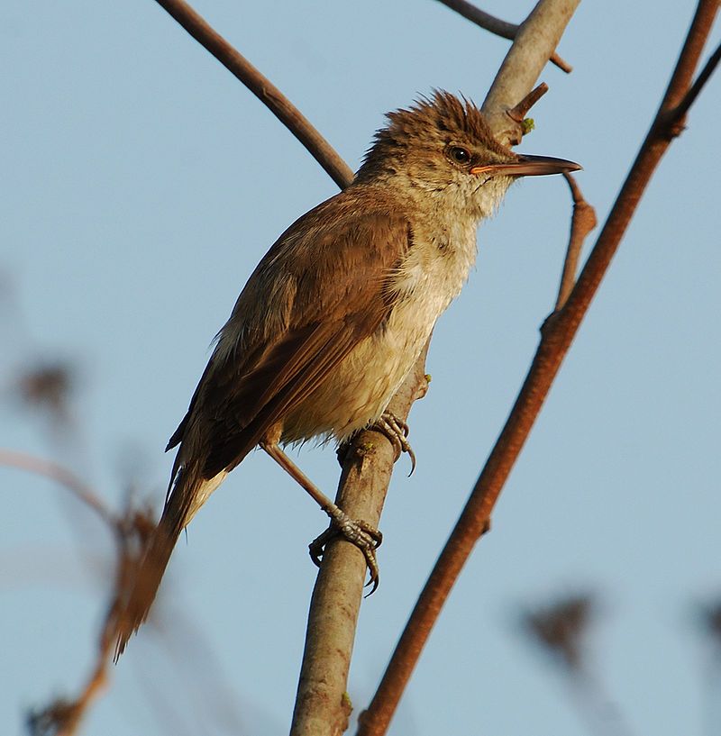 Clamorous_reed_warbler__35