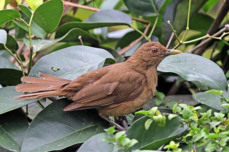 Clay-colored_thrush__9