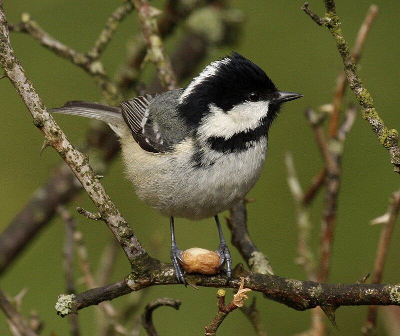 Coal_tit__18