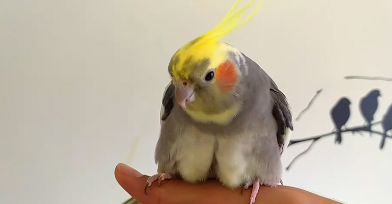 Cockatiels Tail Grow Back- Diagnosis