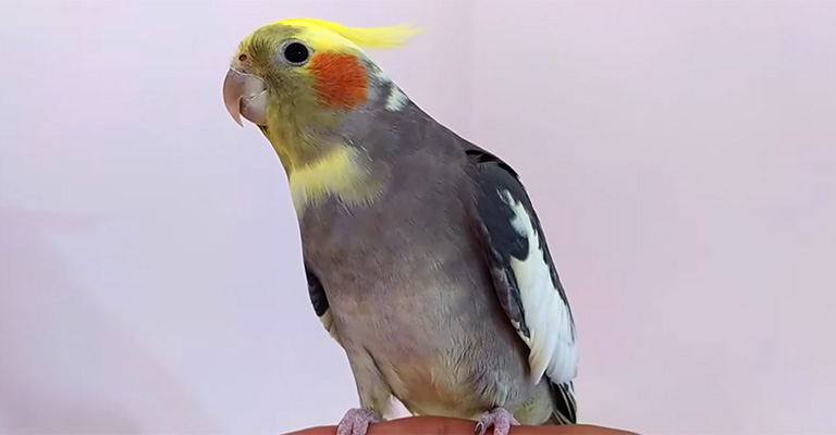 Cockatiels Tail Grow Back- Cause, Diagnosis And Treatment