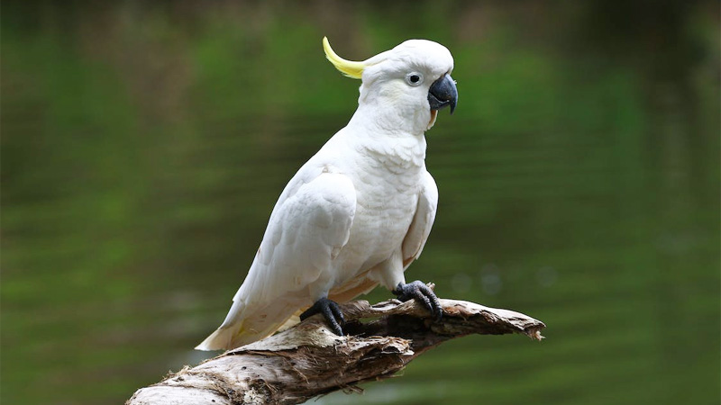 Cockatoos