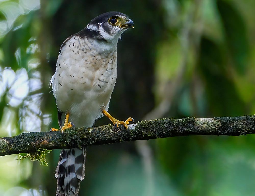 Collared Forest Falcon