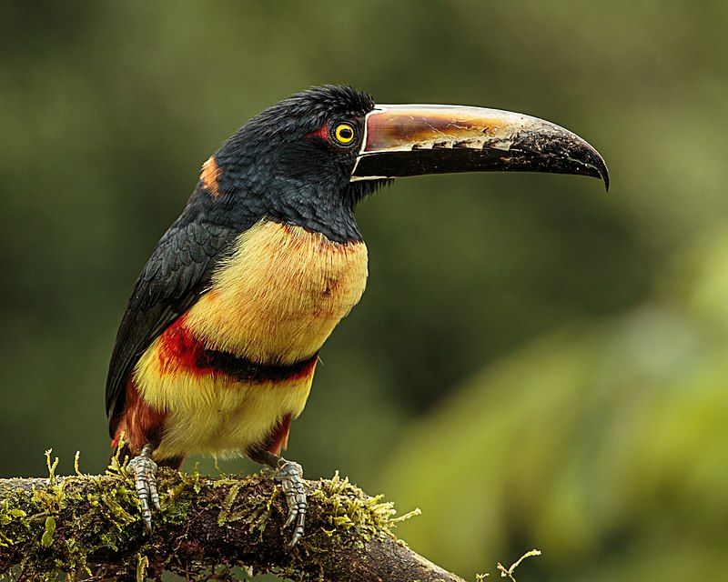 Collared_aracari__2