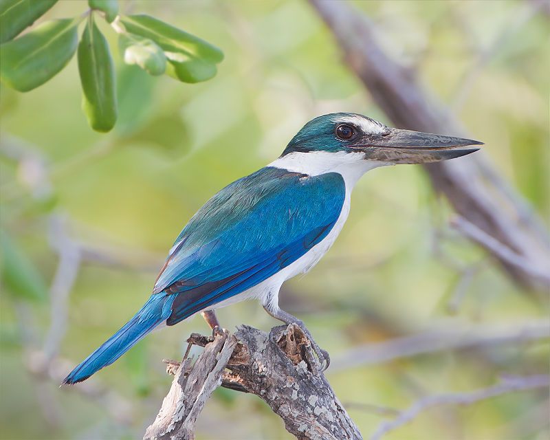 Collared_kingfisher__12