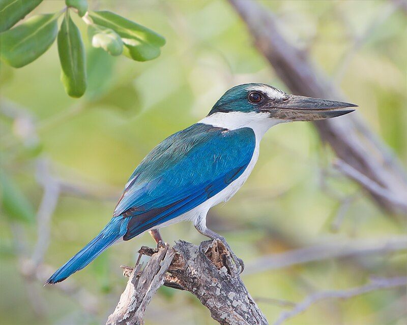 Collared_kingfisher__3