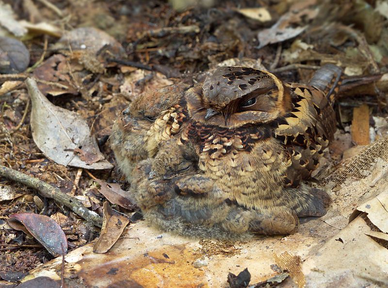 Collared_nightjar__20