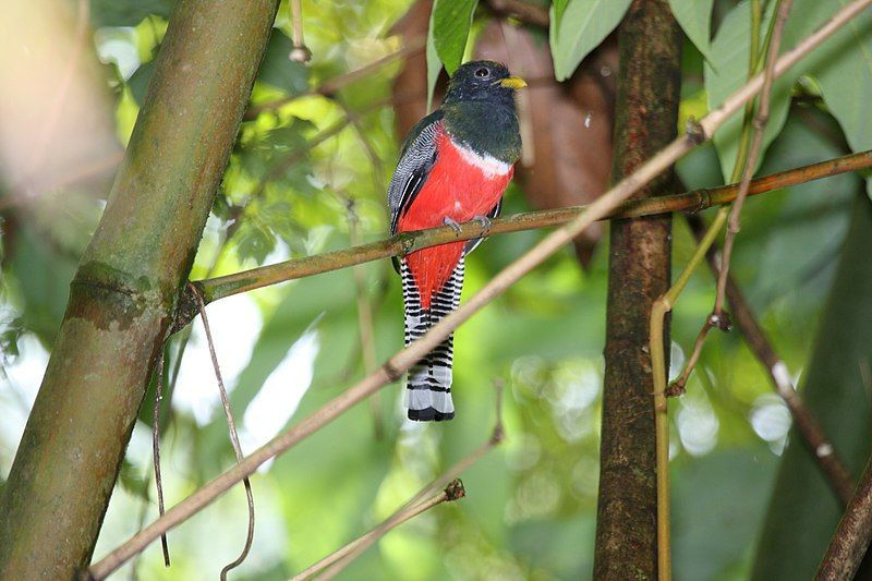 Collared_trogon__17