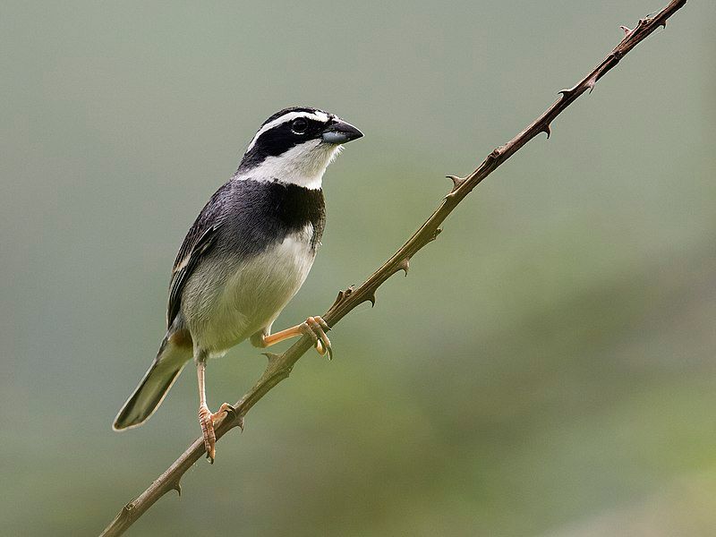 Collared_warbling_finch__9