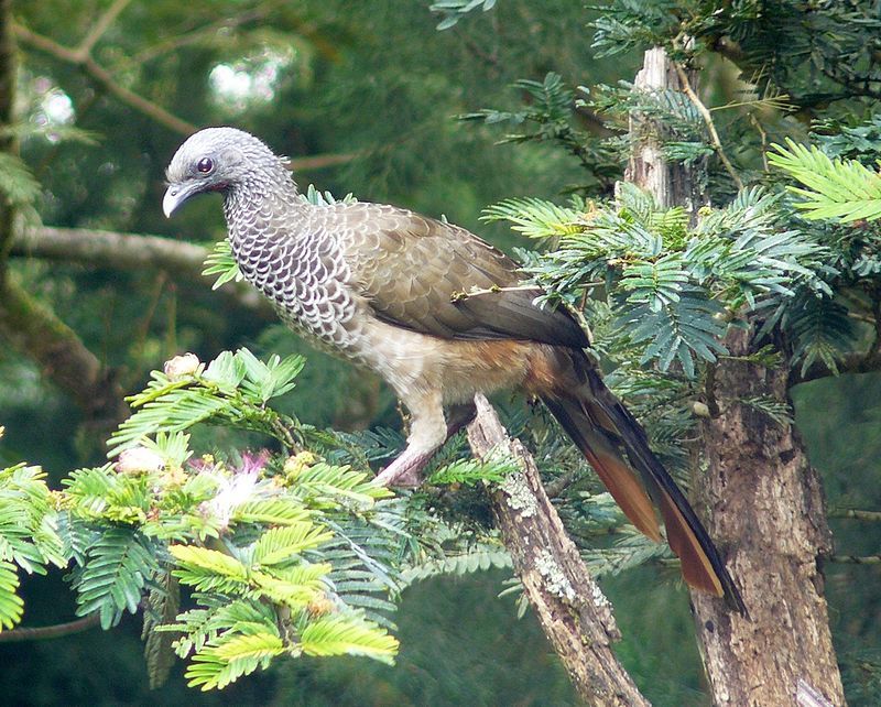 Colombian_chachalaca__2