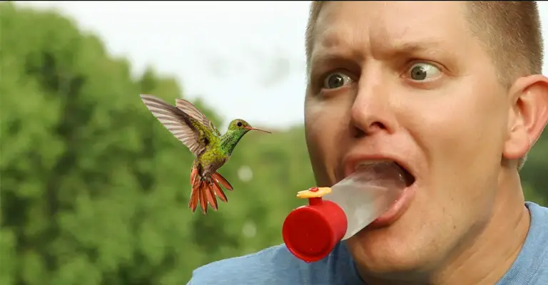 Why Do Hummingbirds Fly Up To Your Face
