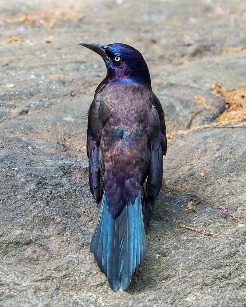 Common Blackbird