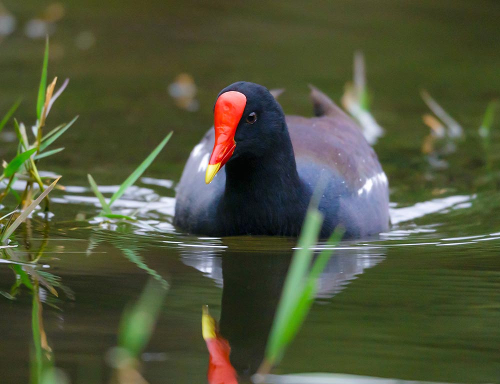 Common Gallinule