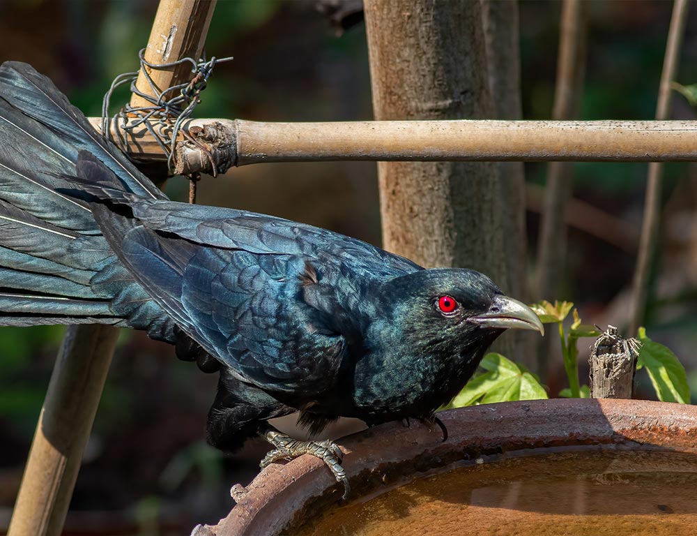 Common Koel