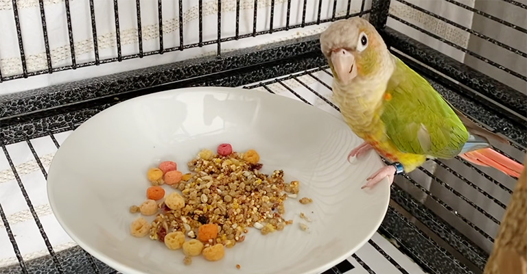 Common Mistakes People Make When They Pet A Bird For The First Time