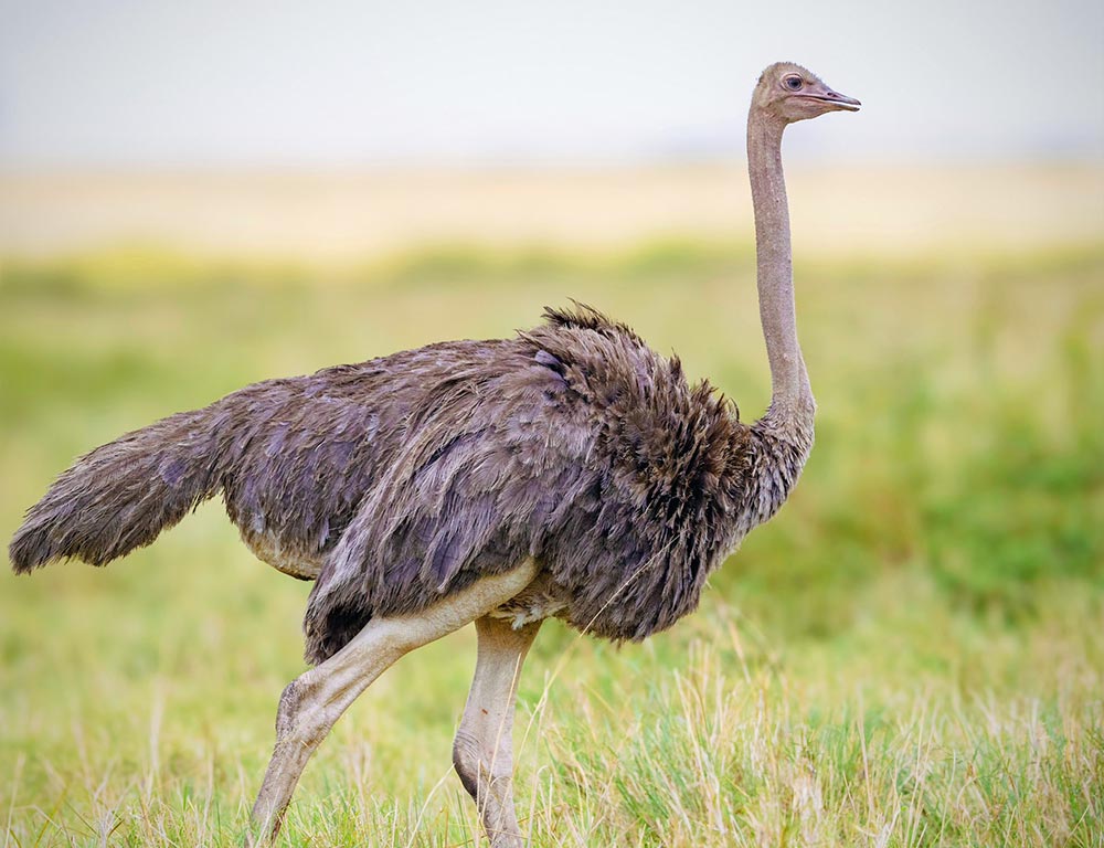 Common Ostrich